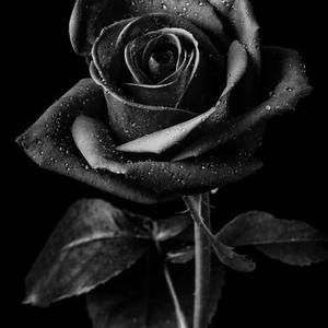 Meet your Posher, Alka